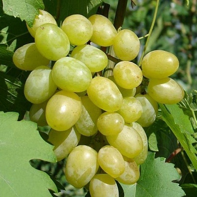 Виноград в Тюмени