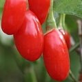 Годжи (чудо-ягода) в Тюмени