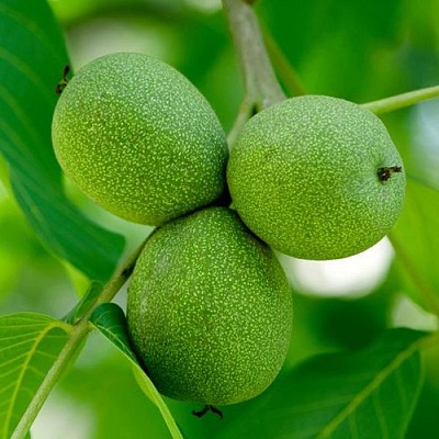 Орехи в Тюмени