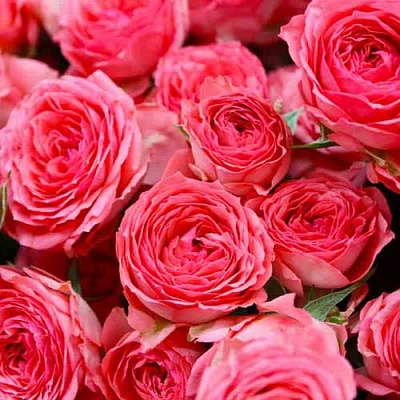 Розы в Тюмени