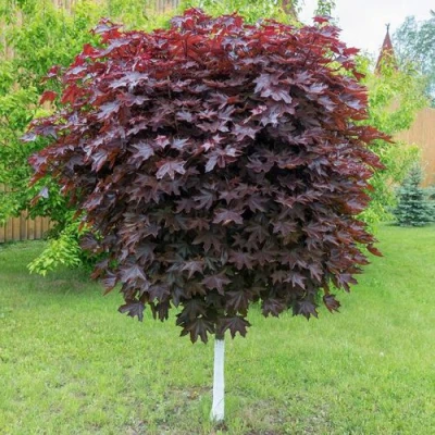 Клен красный в Тюмени