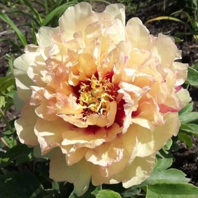 Пион КЕНАРИ БРИЛЛИАНТС ито-гибрид в Тюмени