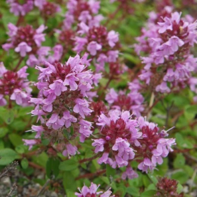 Тимьян яйцевидный в Тюмени