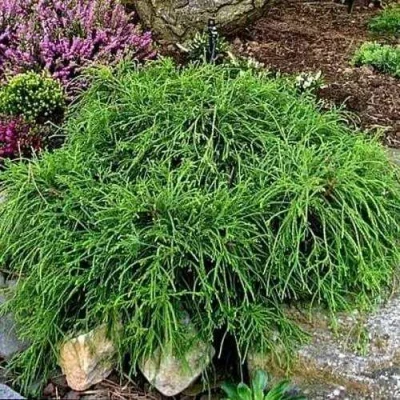 Кипарисовик ФИЛИФЕРА НАНА горохоплодный в Тюмени