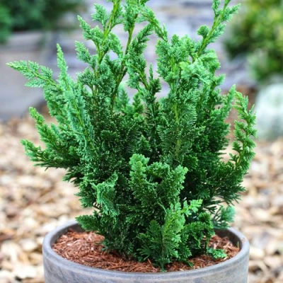 Кипарисовик ВИСЕЛЛИ лавсона в Тюмени