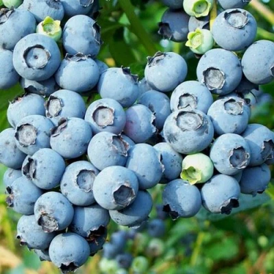 Голубика ПУРУ в Тюмени