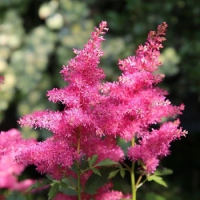Астильба САННИ ДЕЙ гибридная в Тюмени