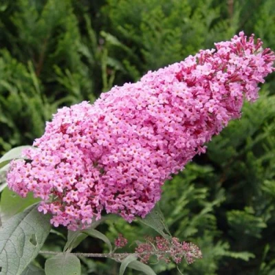 Буддлея давида ПИНК ДЕЛАЙТ в Тюмени