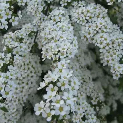 Спирея АРГУТА в Тюмени