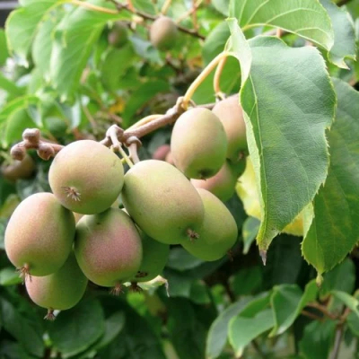 Актинидия ЛЮСИ аргута  в Тюмени