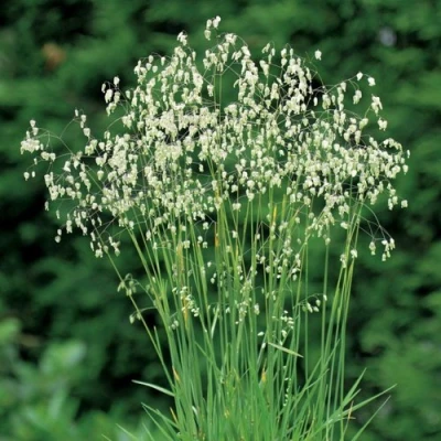 Трясунка средняя в Тюмени