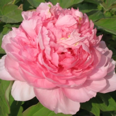 Пион ИМПЕРАТОРСКАЯ НАЛОЖНИЦА древовидный в Тюмени