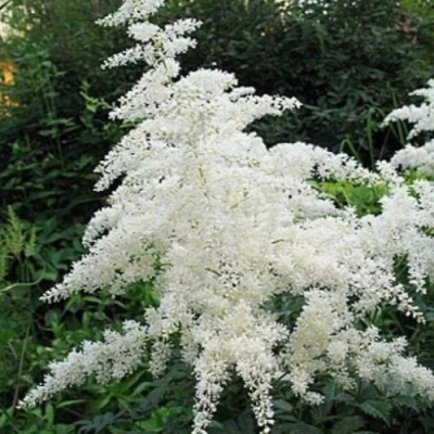 Астильба БРАУТШЛЕЙЕР Арендса в Тюмени