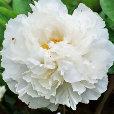 Пион БЕЛЫЙ СНЕГ древовидный в Тюмени
