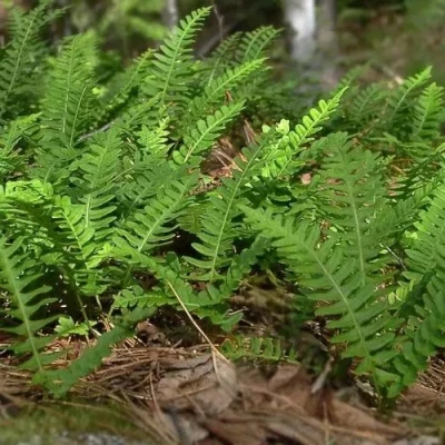 Многоножка обыкновенная в Тюмени