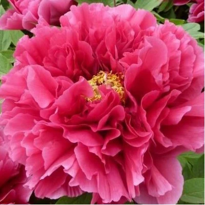 Пион КОРОЛЕВСКИЙ ЦВЕТОК древовидный в Тюмени