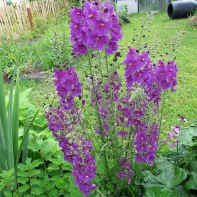 Коровяк ВИОЛЕТТА (вербаскум) в Тюмени