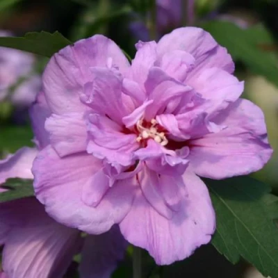 Гибискус АРДЕНС сирийский в Тюмени