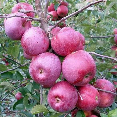 Яблоня ФЛОРИНА в Тюмени