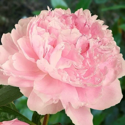 Пион САРА БЕРНАРД травянистый в Тюмени