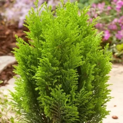 Кипарисовик ЭЛВУДИ ГОЛД лавсона в Тюмени