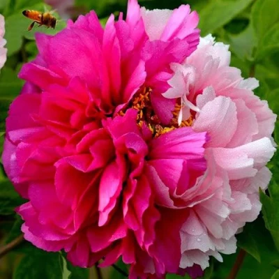 Пион ДВЕ СЕСТРЫ древовидный в Тюмени