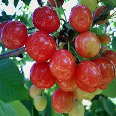 Черешня КРАСАВИЦА в Тюмени