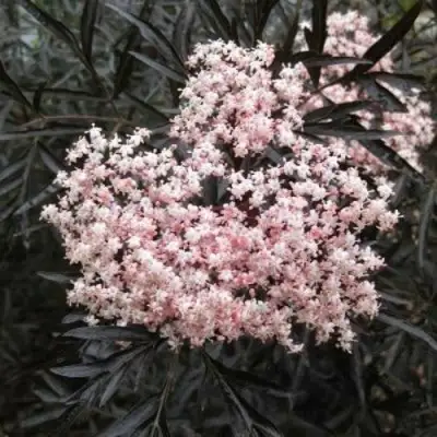 Бузина черная БЛЭК ЛЕЙС ЕВА в Тюмени