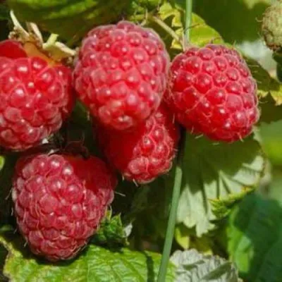 Малина ПРИМАРА в Тюмени