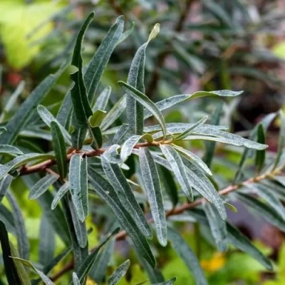 Облепиха АДАМ (МУЖСКАЯ) в Тюмени