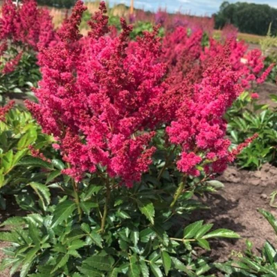 Астильба ЛАКИ ДЕЙ Арендса в Тюмени