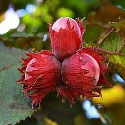 Фундук КРАСНЫЙ ЯНТАРЬ в Тюмени