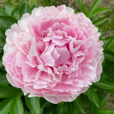 Пион КАТРИН ФОНТЕЙН травянистый в Тюмени