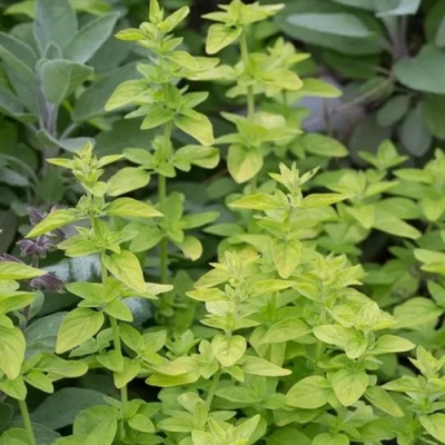 Душица ТАМБЛС ВАРИЕТИ обыкновенная в Тюмени