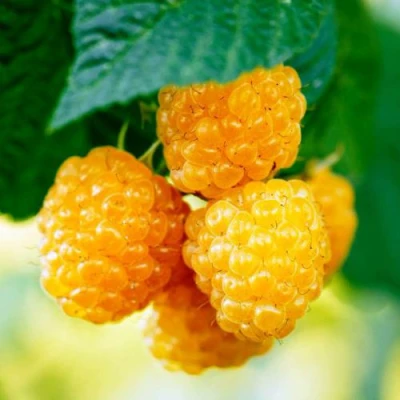 Малина МЕДОВАЯ в Тюмени