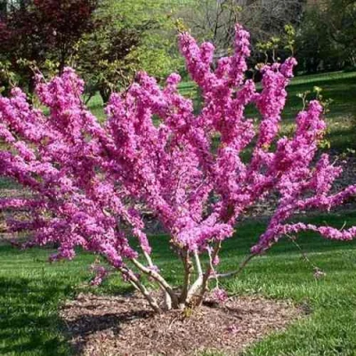 ЦЕРЦИС канадский  в Тюмени