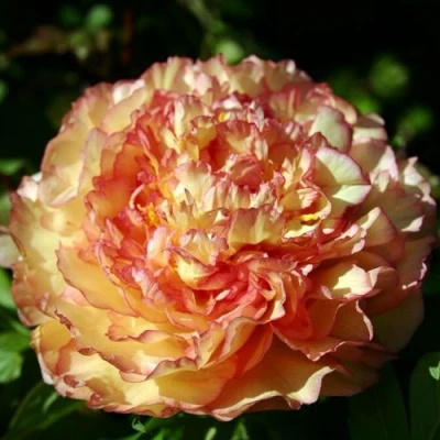 Пион ЗОЛОТАЯ РОССЫПЬ древовидный в Тюмени