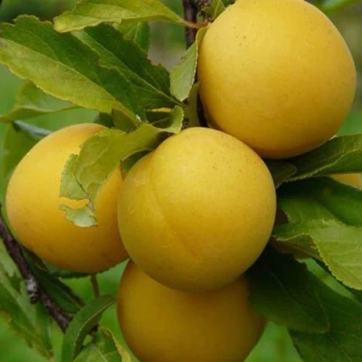 Слива СОЛНЫШКО в Тюмени