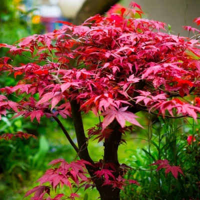 Клен дланевидный АТРОПУРПУРЕУМ в Тюмени