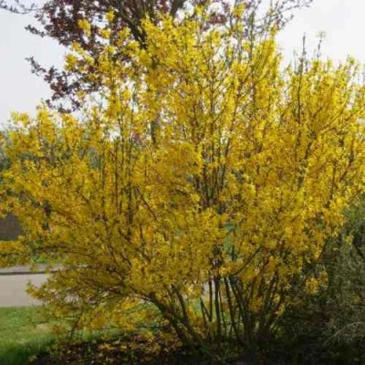 Форзиция КАМСОН промежуточная в Тюмени