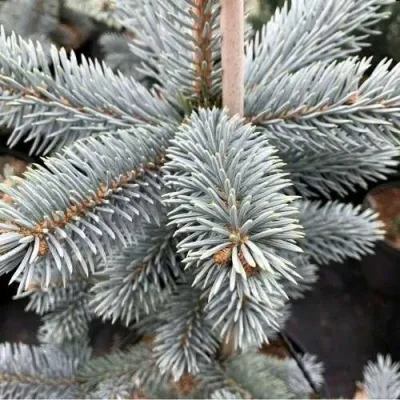 Ель РОЯЛ БЛЮ колючая  в Тюмени