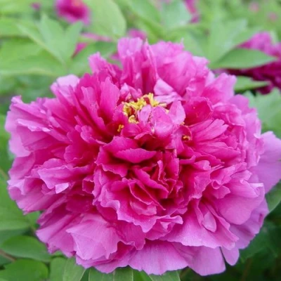 Пион ЛИЛОВАЯ ФАНТАЗИЯ древовидный в Тюмени