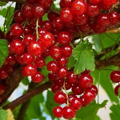 Смородина красная НАТАЛИ в Тюмени