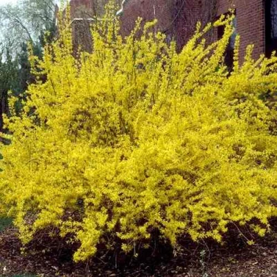 Форзиция ТАРАНДТ промежуточная в Тюмени