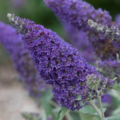 Буддлея НАНО ПЕРПЛ  в Тюмени