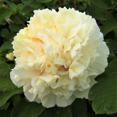 Пион НЕЖНЫЙ ГОЛОС древовидный в Тюмени