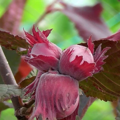 Фундук КАРДИНАЛ в Тюмени