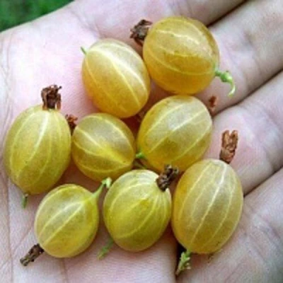 Крыжовник ЯРОВОЙ в Тюмени