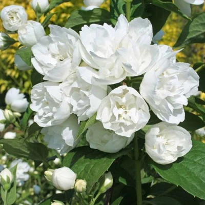 Жасмин махровый в Тюмени