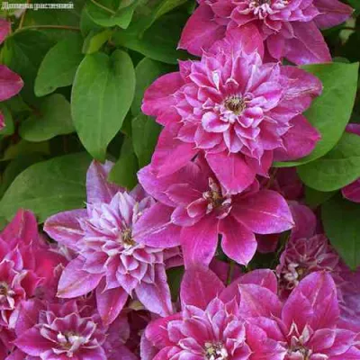 Клематис МАЙ ДАРЛИНГ  в Тюмени